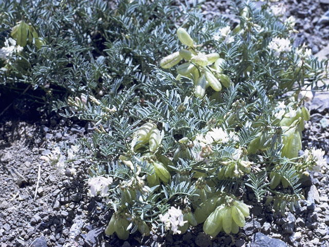 Astragalus parryi (Parry's milkvetch) #8506