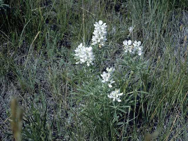 Astragalus pectinatus (Narrowleaf milkvetch) #8507