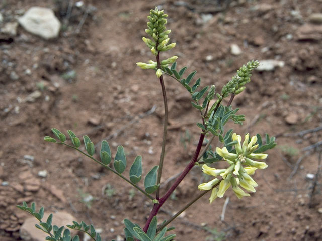 Astragalus praelongus (Stinking milkvetch) #8508