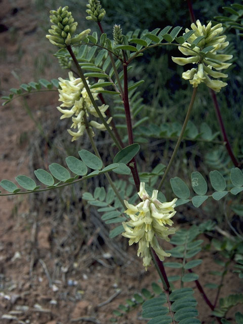 Astragalus praelongus (Stinking milkvetch) #8509