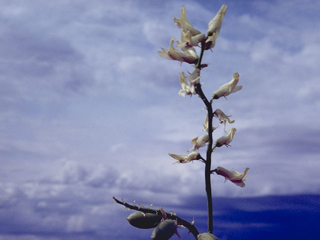 Astragalus praelongus (Stinking milkvetch) #8510