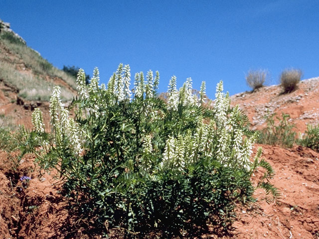 Astragalus racemosus (Cream milkvetch) #8517