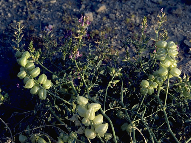 Astragalus thurberi (Thurber's milkvetch) #8526