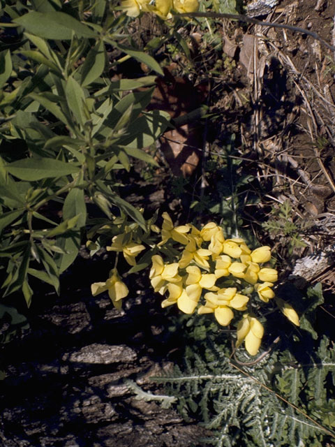 Baptisia bracteata var. leucophaea (Longbract wild indigo) #8537