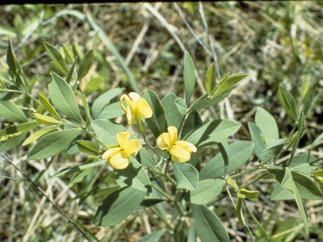 Baptisia sphaerocarpa (Yellow wild indigo) #8539