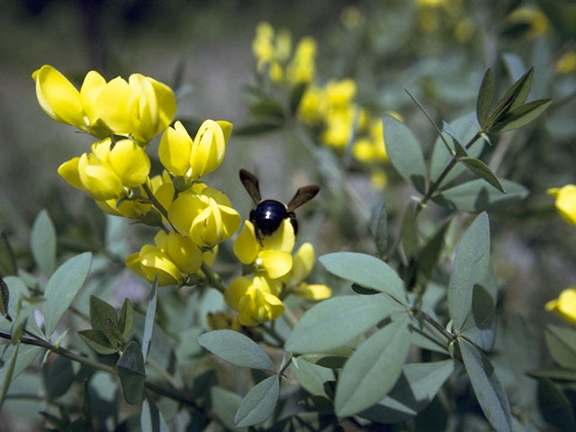 Baptisia sphaerocarpa (Yellow wild indigo) #8544