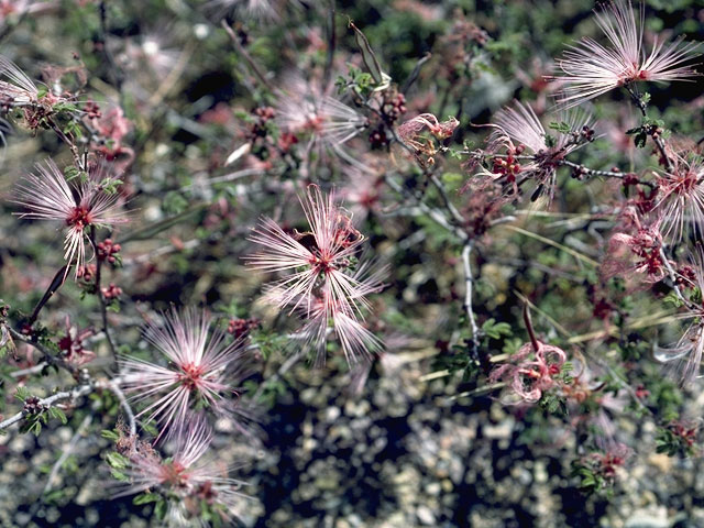 Calliandra eriophylla (Pink fairyduster) #8559