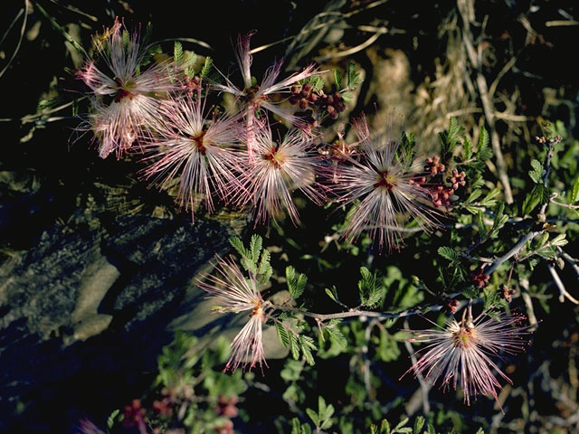 Calliandra eriophylla (Pink fairyduster) #8561