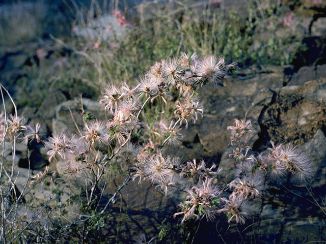 Calliandra eriophylla (Pink fairyduster) #8562