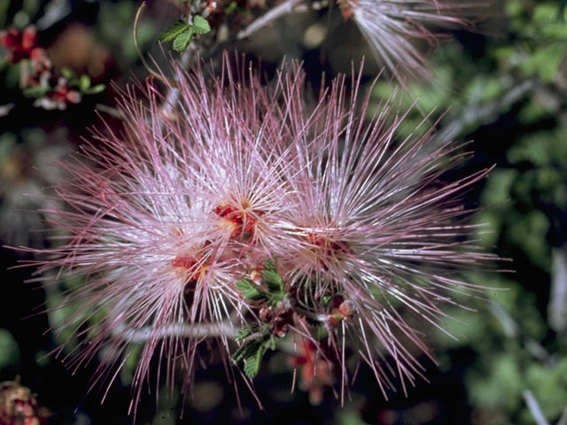 Calliandra eriophylla (Pink fairyduster) #8563
