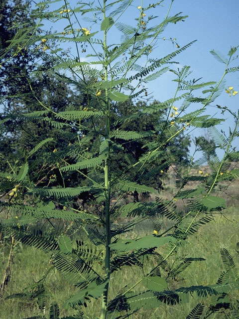 Sesbania herbacea (Coffeeweed) #8597