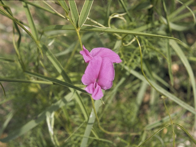 Cologania angustifolia (Longleaf cologania) #8625