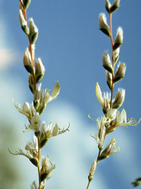Dalea enneandra (Nine-anther prairie clover) #8642