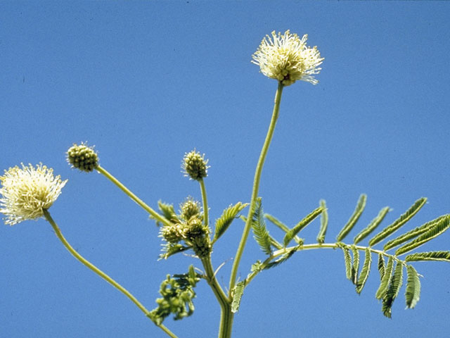 Desmanthus illinoensis (Illinois bundleflower) #8665