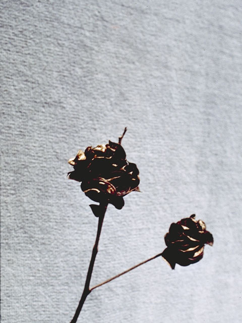 Desmanthus illinoensis (Illinois bundleflower) #8666