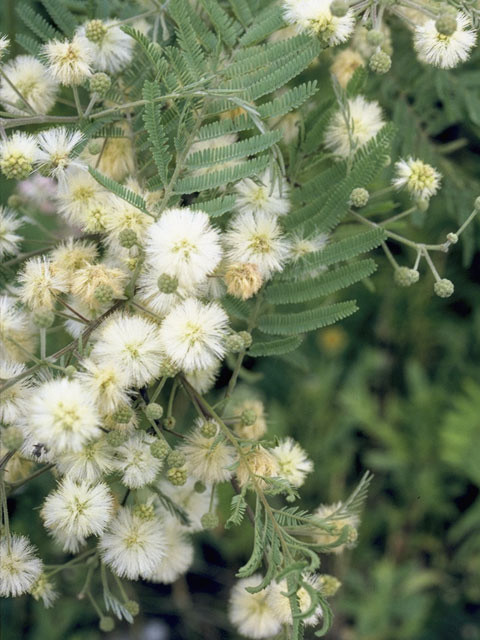 Desmanthus illinoensis (Illinois bundleflower) #8667