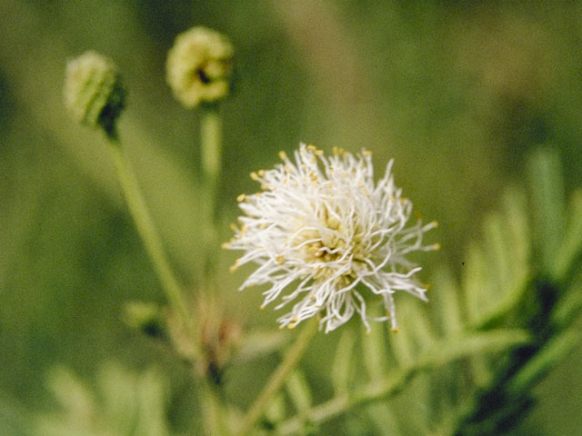 Desmanthus illinoensis (Illinois bundleflower) #8669