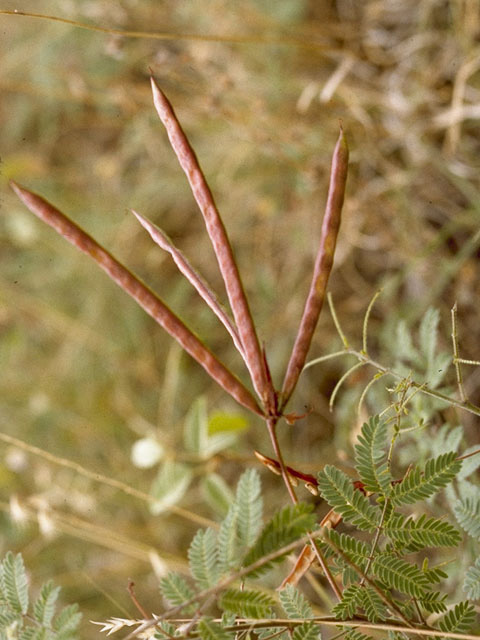 Desmanthus velutinus (Velvet bundleflower) #8671