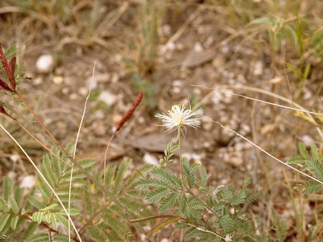 Desmanthus velutinus (Velvet bundleflower) #8672
