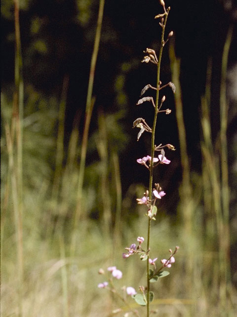 Desmodium sessilifolium (Sessileleaf ticktrefoil) #8685
