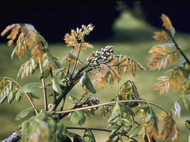 Gymnocladus dioicus (Kentucky coffeetree) #8704
