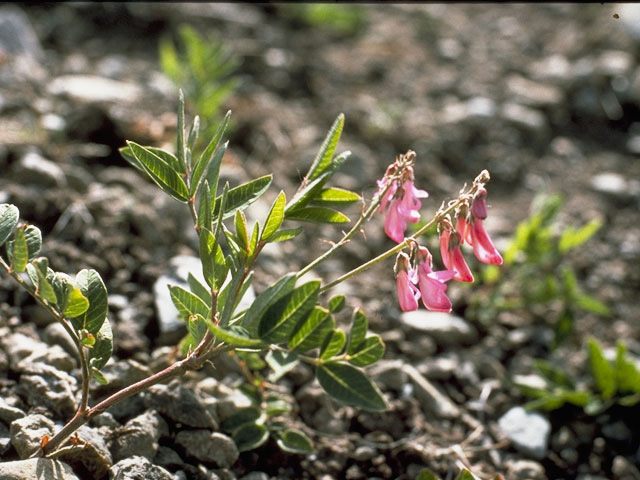 Hedysarum alpinum (Alpine sweetvetch) #8709