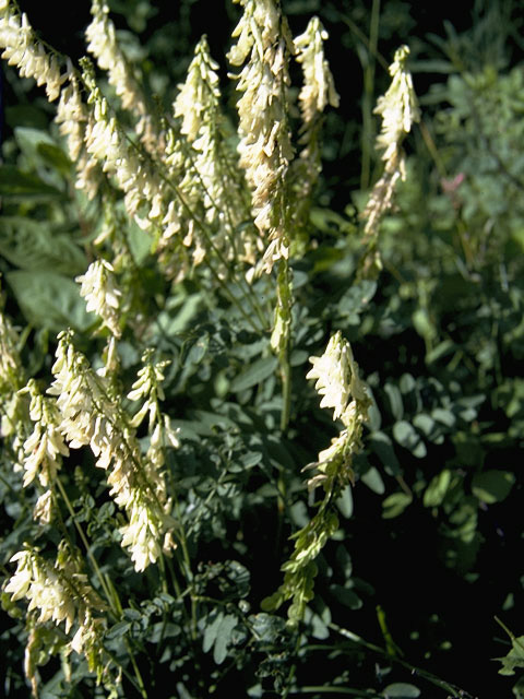 Hedysarum sulphurescens (White sweetvetch) #8711