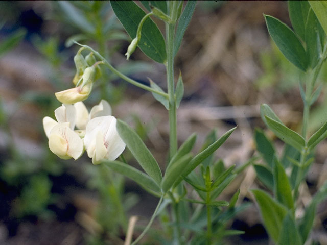 Lathyrus lanszwertii var. leucanthus (Nevada pea) #8728
