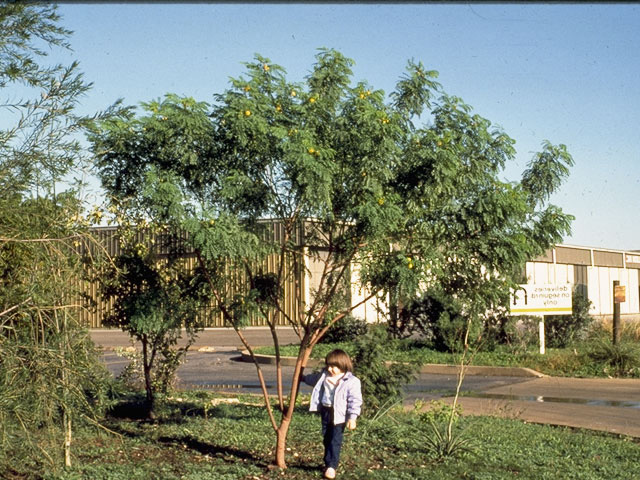 Leucaena retusa (Goldenball leadtree) #8751
