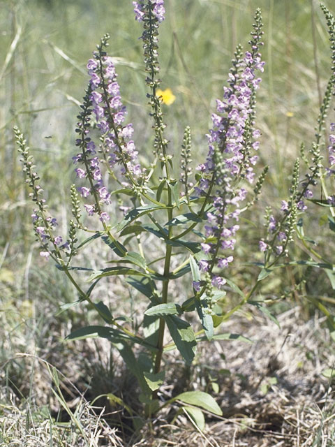 Warnockia scutellarioides (Prairie brazosmint) #8779