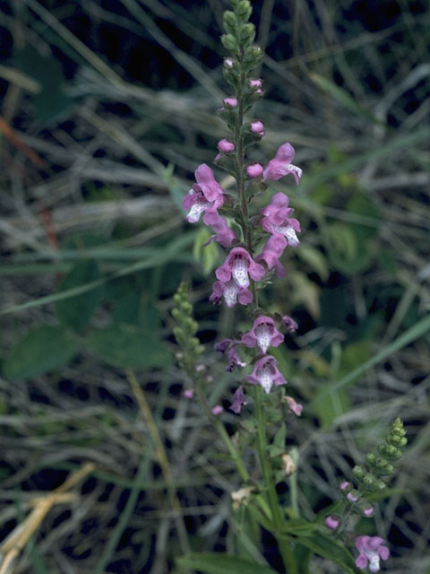 Warnockia scutellarioides (Prairie brazosmint) #8781