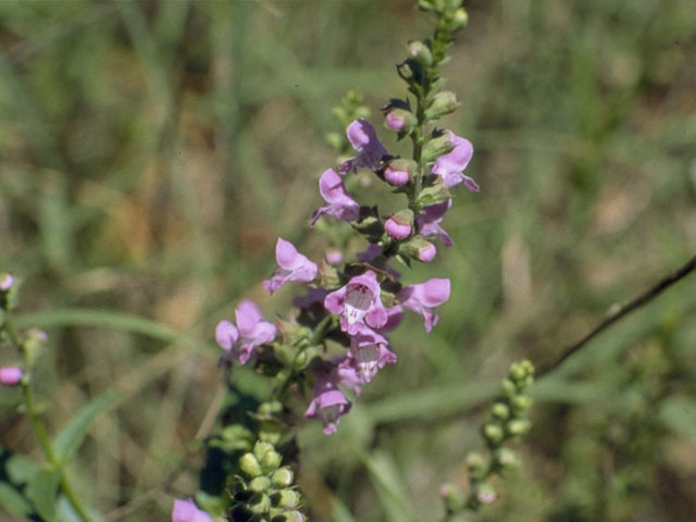 Warnockia scutellarioides (Prairie brazosmint) #8782