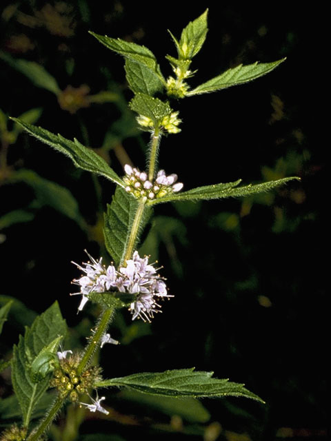 Mentha arvensis (Wild mint) #8825