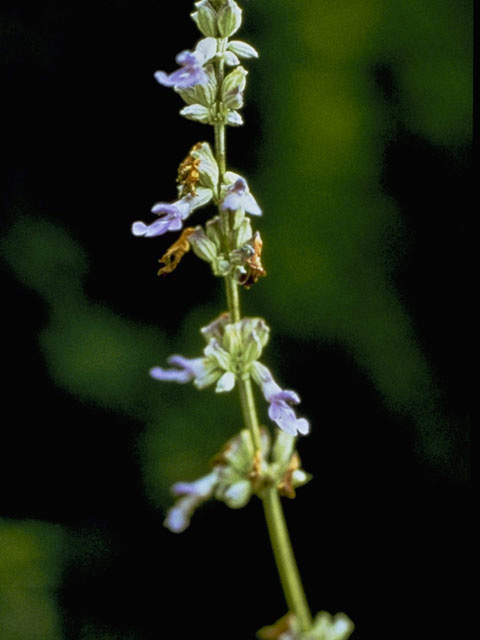 Salvia farinacea (Mealy blue sage) #8861