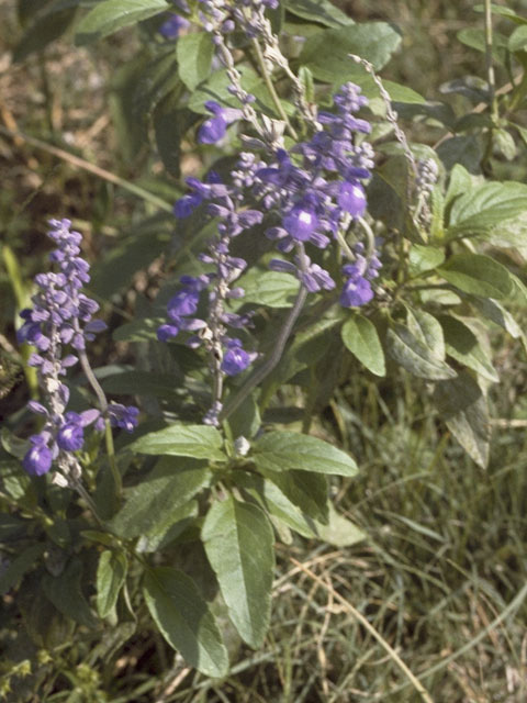 Salvia farinacea (Mealy blue sage) #8862