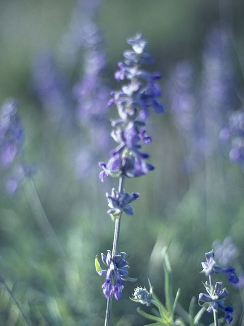 Salvia farinacea (Mealy blue sage) #8864