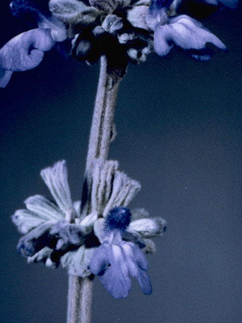 Salvia farinacea (Mealy blue sage) #8865