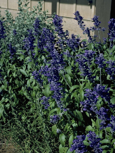 Salvia farinacea (Mealy blue sage) #8866