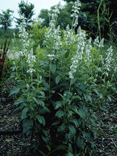 Salvia farinacea (Mealy blue sage) #8867