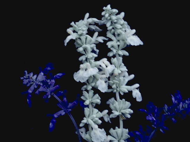 Salvia farinacea (Mealy blue sage) #8869
