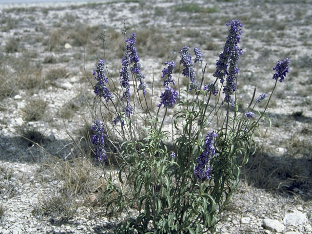 Salvia farinacea (Mealy blue sage) #8871