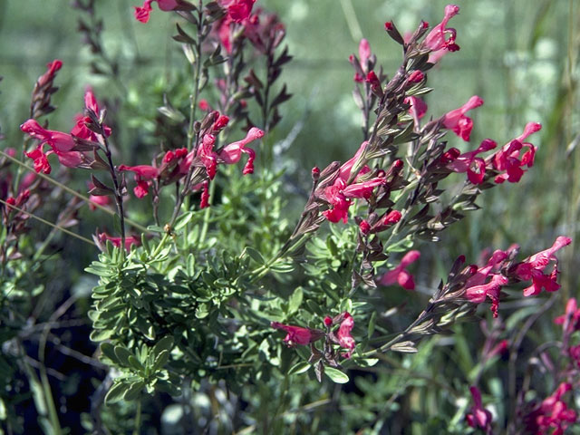 Salvia greggii (Autumn sage) #8872