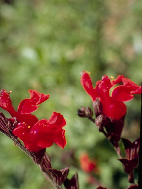 Salvia greggii (Autumn sage) #8875
