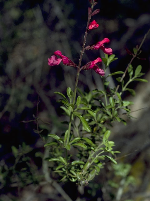 Salvia greggii (Autumn sage) #8876