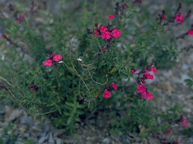 Salvia greggii (Autumn sage) #8877