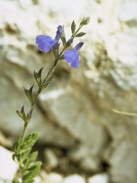 Salvia lycioides (Canyon sage) #8881