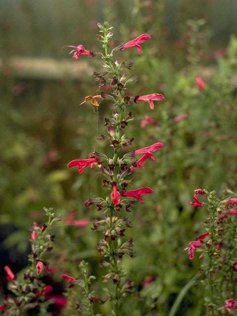 Salvia pentstemonoides (Big red sage) #8886
