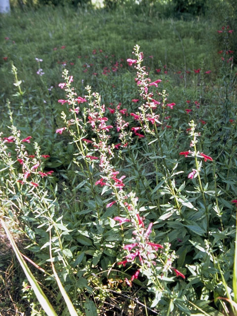 Salvia pentstemonoides (Big red sage) #8887