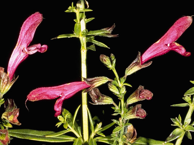 Salvia pentstemonoides (Big red sage) #8888