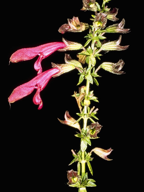 Salvia pentstemonoides (Big red sage) #8889